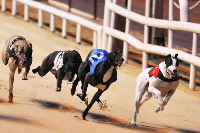 Bí Quyết Soi Kèo Đua Chó 8Day Nhanh Chuẩn Xác Như Chuyên Gia