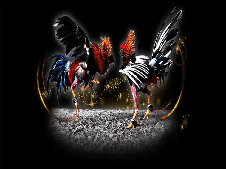 Bí Kíp Thống Trị Đấu Trường Đá Gà Sabong Tại 8Day Cực Chuẩn 1 Bí Kíp Thống Trị Đấu Trường Đá Gà Sabong Tại 8Day Cực Chuẩn