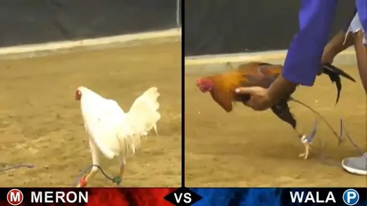 Bí Kíp Thống Trị Đấu Trường Đá Gà Sabong Tại 8Day Cực Chuẩn 2 Bí Kíp Thống Trị Đấu Trường Đá Gà Sabong Tại 8Day Cực Chuẩn